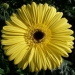 Cirillo