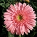 Pink elegance