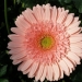 Pink power