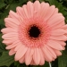 Pinkfantasy