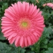Primrose