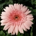 Rosalin