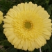Softcell